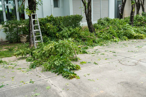 How Our Tree Care Process Works  in  Cambridge Springs, PA